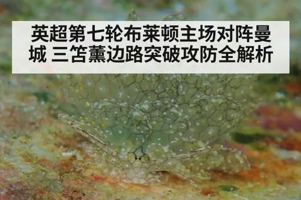 英超第七轮布莱顿主场对阵曼城 三笘薰边路突破攻防全解析